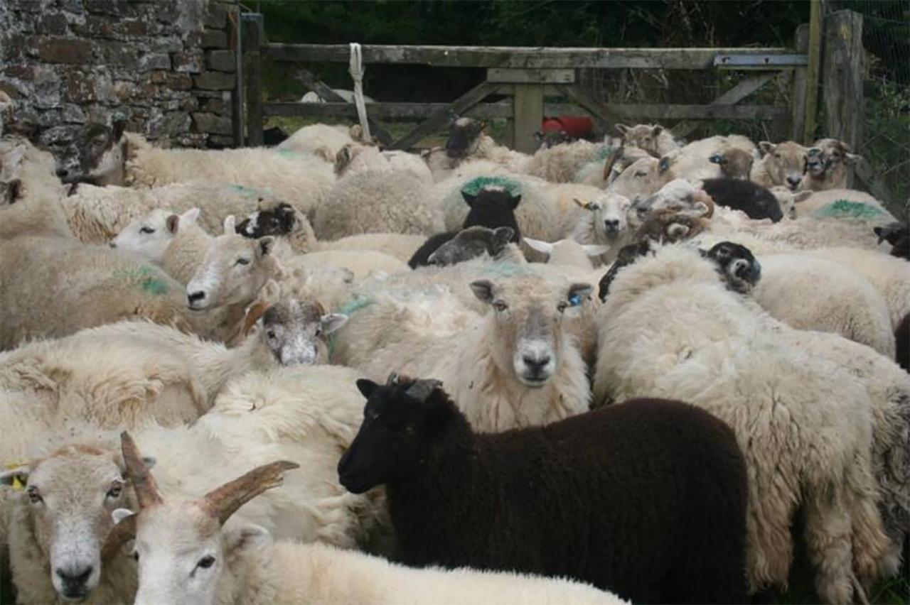 Coynant Farm Guesthouse - Farm Park Stay Swansea Esterno foto