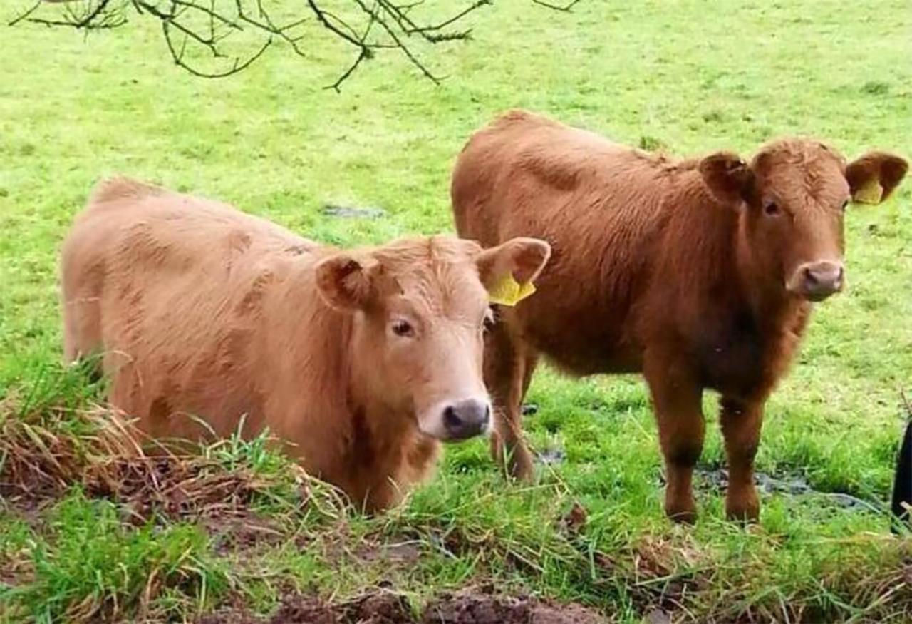 Coynant Farm Guesthouse - Farm Park Stay Swansea Esterno foto