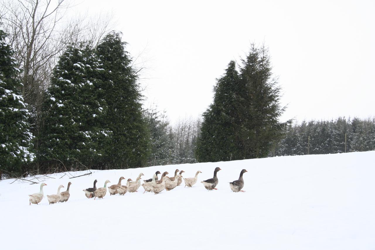 Coynant Farm Guesthouse - Farm Park Stay Swansea Esterno foto
